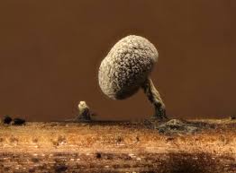 Attēlu rezultāti vaicājumam “Physarum leucophaeum”