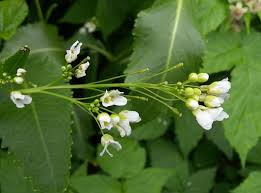 Attēlu rezultāti vaicājumam “Armoracia rusticana bud”