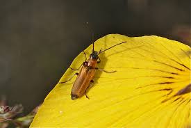 Attēlu rezultāti vaicājumam “Anogcodes melanurus”