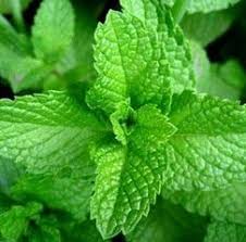 Attēlu rezultāti vaicājumam “Mentha arvensis leaf”