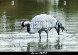 Attēlu rezultāti vaicājumam “Grus grus adult”