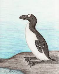 Image result for Pinguinus impennis