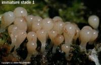 Attēlu rezultāti vaicājumam “Trichia botrytis var. cerifera spores”