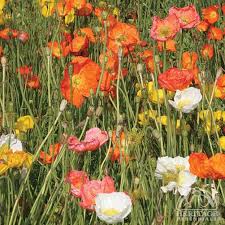 Image result for Papaver nudicaule