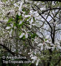 Attēlu rezultāti vaicājumam “Magnolia kobus flower”