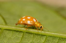 Attēlu rezultāti vaicājumam “Halyzia sedecimguttata”