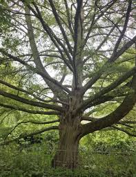 Attēlu rezultāti vaicājumam “Alnus glutinosa”