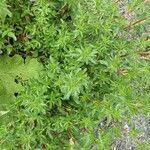 Attēlu rezultāti vaicājumam “Ononis arvensis leaf”