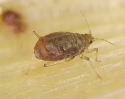 Attēlu rezultāti vaicājumam “Rhopalosiphum oxyacanthae”