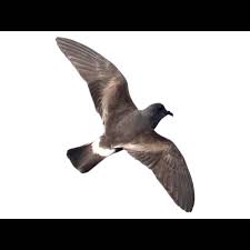 Image result for Oceanodroma castro