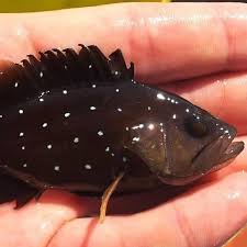 Image result for Hyporthodus niveatus