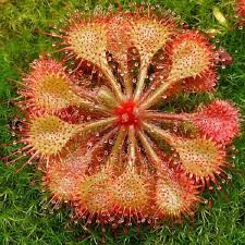 Image result for Drosera