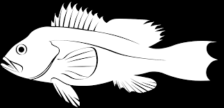 Image result for Centropristis striata