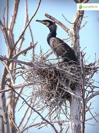 Attēlu rezultāti vaicājumam “Phalacrocorax carbo nest”