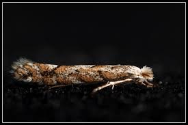 Attēlu rezultāti vaicājumam “Phyllonorycter apparella”