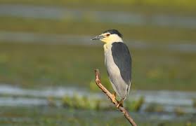 Attēlu rezultāti vaicājumam “Nycticorax nycticorax adult”