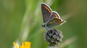 Attēlu rezultāti vaicājumam “Polyommatinae”