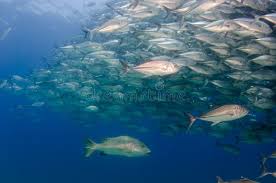 Image result for Lutjanus novemfasciatus