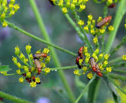 Attēlu rezultāti vaicājumam “Rhagonycha fulva”