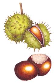 Attēlu rezultāti vaicājumam “Aesculus hippocastanum fruit”