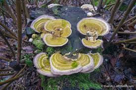 Attēlu rezultāti vaicājumam “Trametes gibbosa”