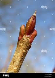 Attēlu rezultāti vaicājumam “Viburnum opulus bud”