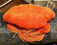 Attēlu rezultāti vaicājumam “Pycnoporus cinnabarinus”