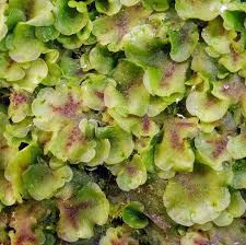 Attēlu rezultāti vaicājumam “Pellia”