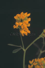 Attēlu rezultāti vaicājumam “Medicago sativa subsp. falcata”