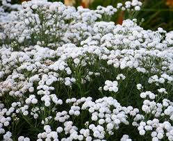 Attēlu rezultāti vaicājumam “Achillea ptarmica fruit”