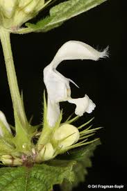 Attēlu rezultāti vaicājumam “Lamium album flower”