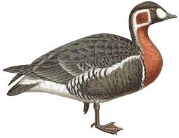Image result for Branta ruficollis