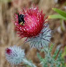 Attēlu rezultāti vaicājumam “Cirsium x rigens flower”