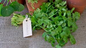 Image result for Koriander