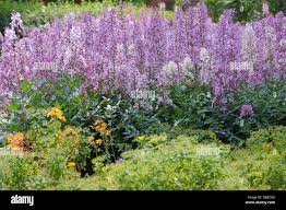 Image result for Diptam