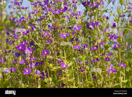 Image result for Legousia speculum-veneris