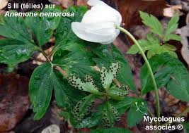 Attēlu rezultāti vaicājumam “Tranzschelia anemones”