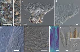 Attēlu rezultāti vaicājumam “Hyphodiscus hymeniophilus”