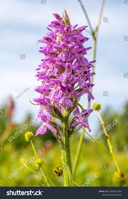 Attēlu rezultāti vaicājumam “Orchis mascula flower”