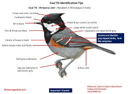 Attēlu rezultāti vaicājumam “Periparus ater adult”