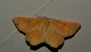 Attēlu rezultāti vaicājumam “Angerona prunaria”