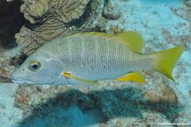 Image result for Lutjanus apodus