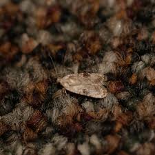 Attēlu rezultāti vaicājumam “Agonopterix alstromeriana”