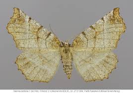 Attēlu rezultāti vaicājumam “Selenia dentaria imago”