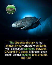 Image result for Somniosus microcephalus