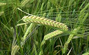 Attēlu rezultāti vaicājumam “Hordeum vulgare”