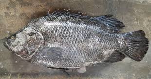 Image result for Lobotes surinamensis