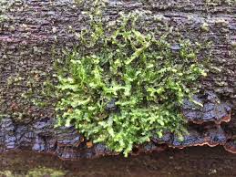 Attēlu rezultāti vaicājumam “Nowellia curvifolia”