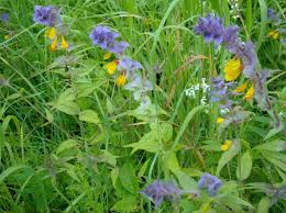 Attēlu rezultāti vaicājumam “Melampyrum nemorosum”