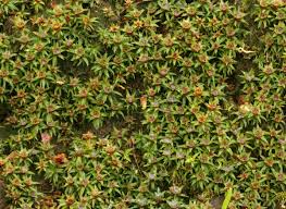 Attēlu rezultāti vaicājumam “Pogonatum nanum”